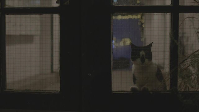 Katt ser ut fra vindu med rutenetting