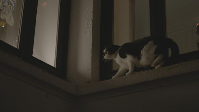 Svart og hvitt katt balanserer på vinduskarm