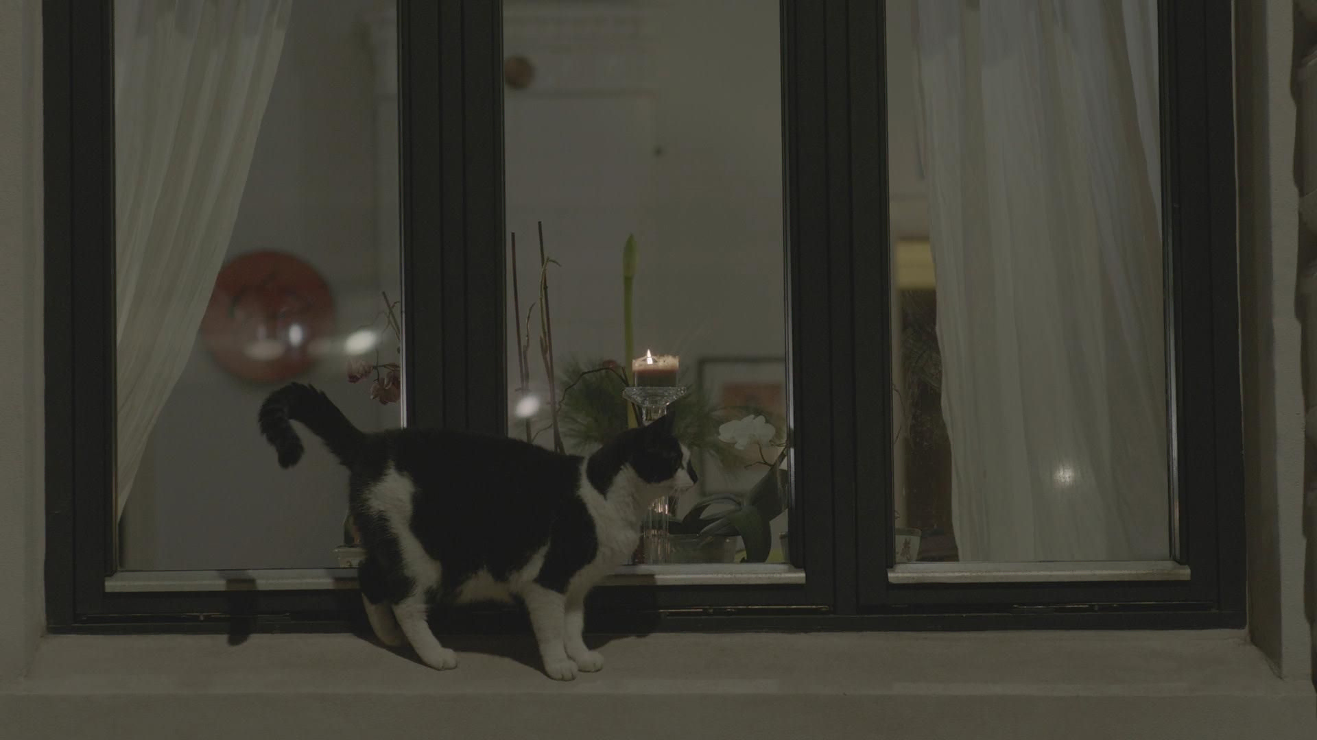 Svart og hvit katt ser inn i leilighet fra vinduskarm ute